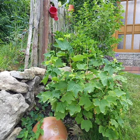 Holiday home Elfenhaeuschen Mit 3 Dtv Sternen Ausgezeichnet